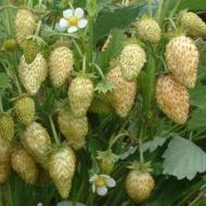 Саджанець Суниця лісова Жовте чудо в контейнері